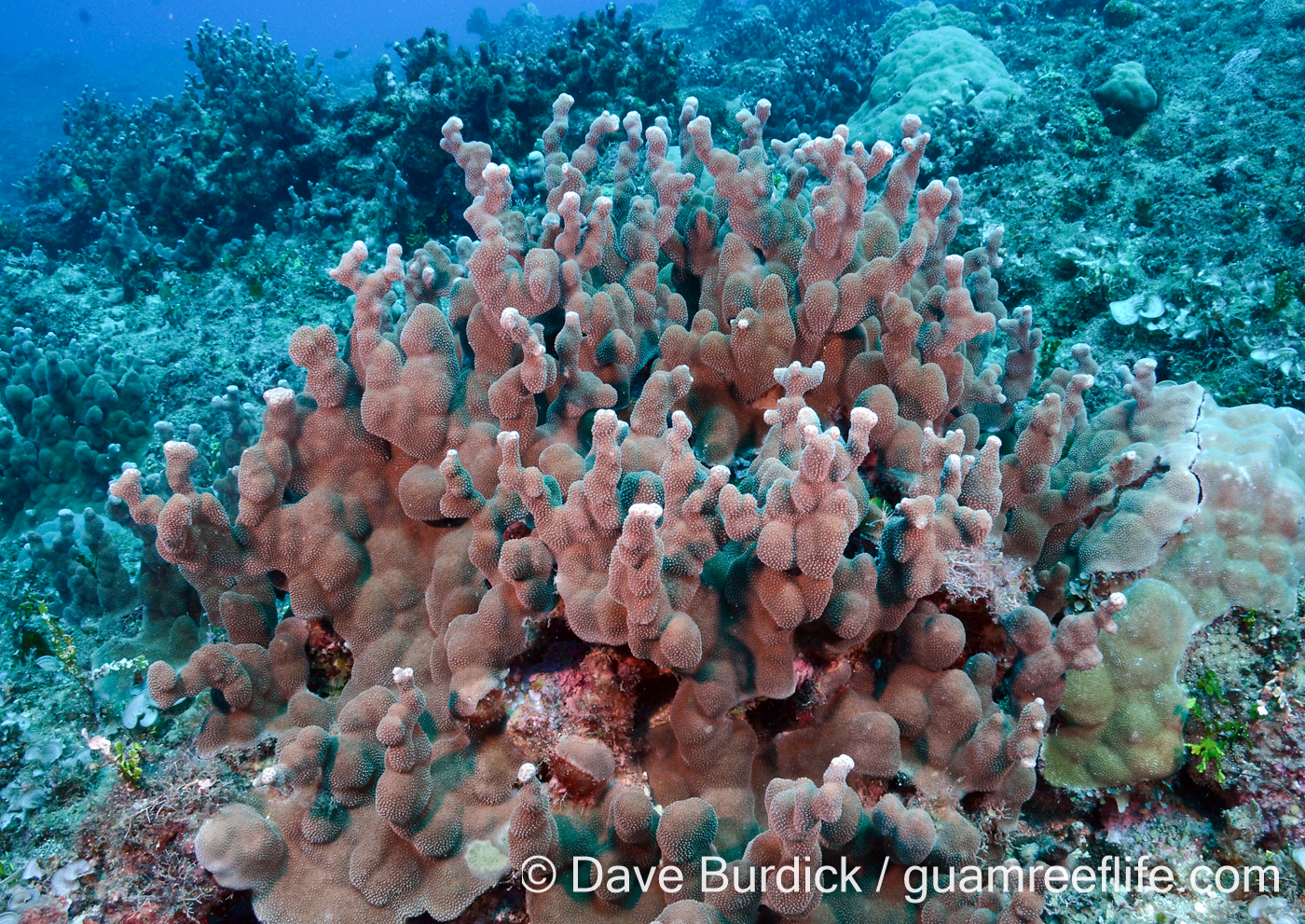 Porites cf. deformis