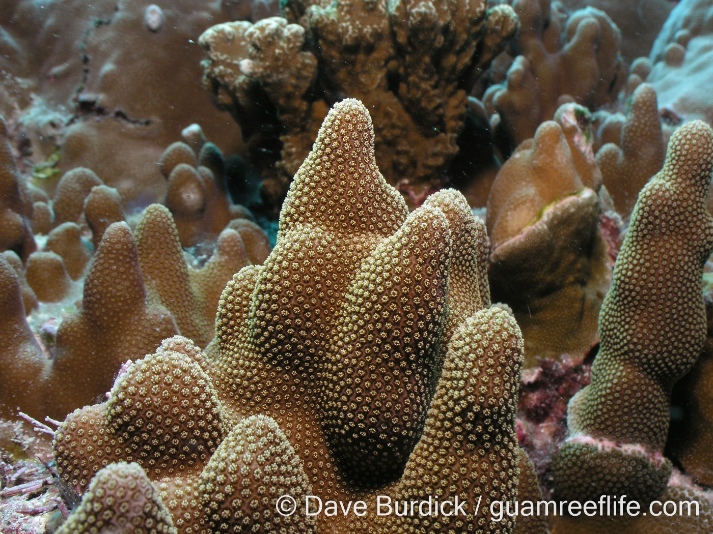 Porites cf. deformis