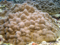 Porites cf. evermanni