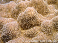 Porites cf. evermanni