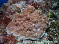 Porites cf. heronensis