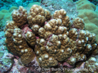 Porites cf. heronensis?