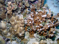 Porites cf. horizontalata