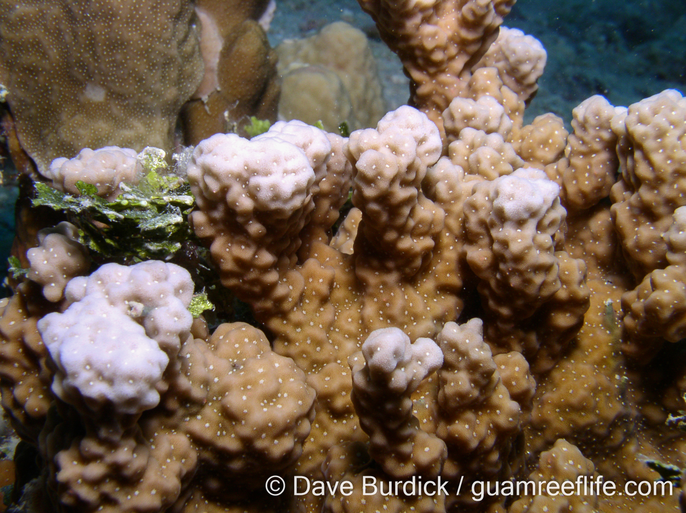 Porites cf. horizontalata