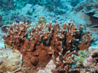 Porites cf. horizontalata