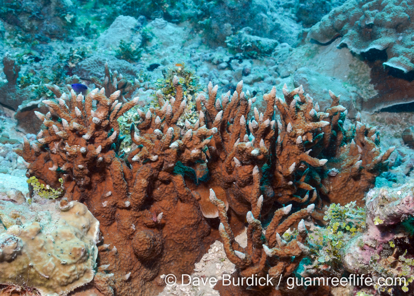 Porites cf. horizontalata