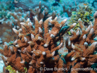 Porites cf. horizontalata