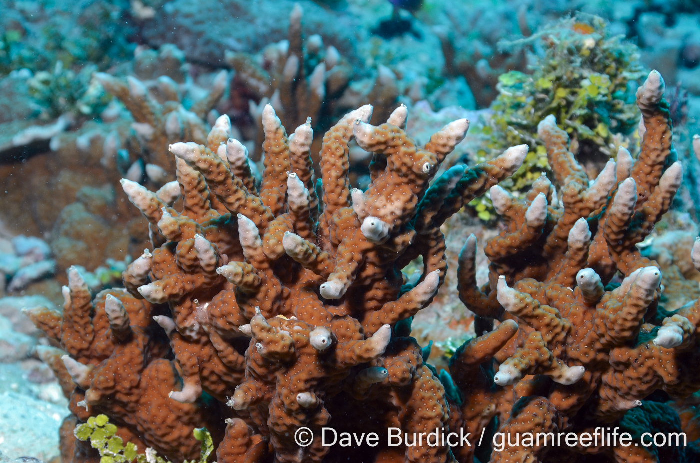 Porites cf. horizontalata