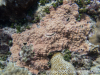 Porites cf. myrmidonensis