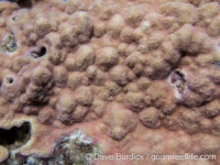 Porites cf. myrmidonensis