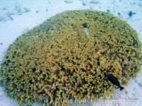 Porites cylindrica