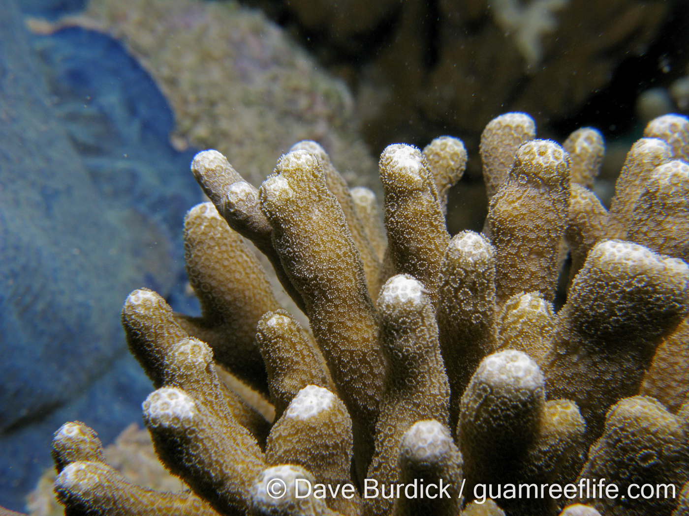 Porites cylindrica