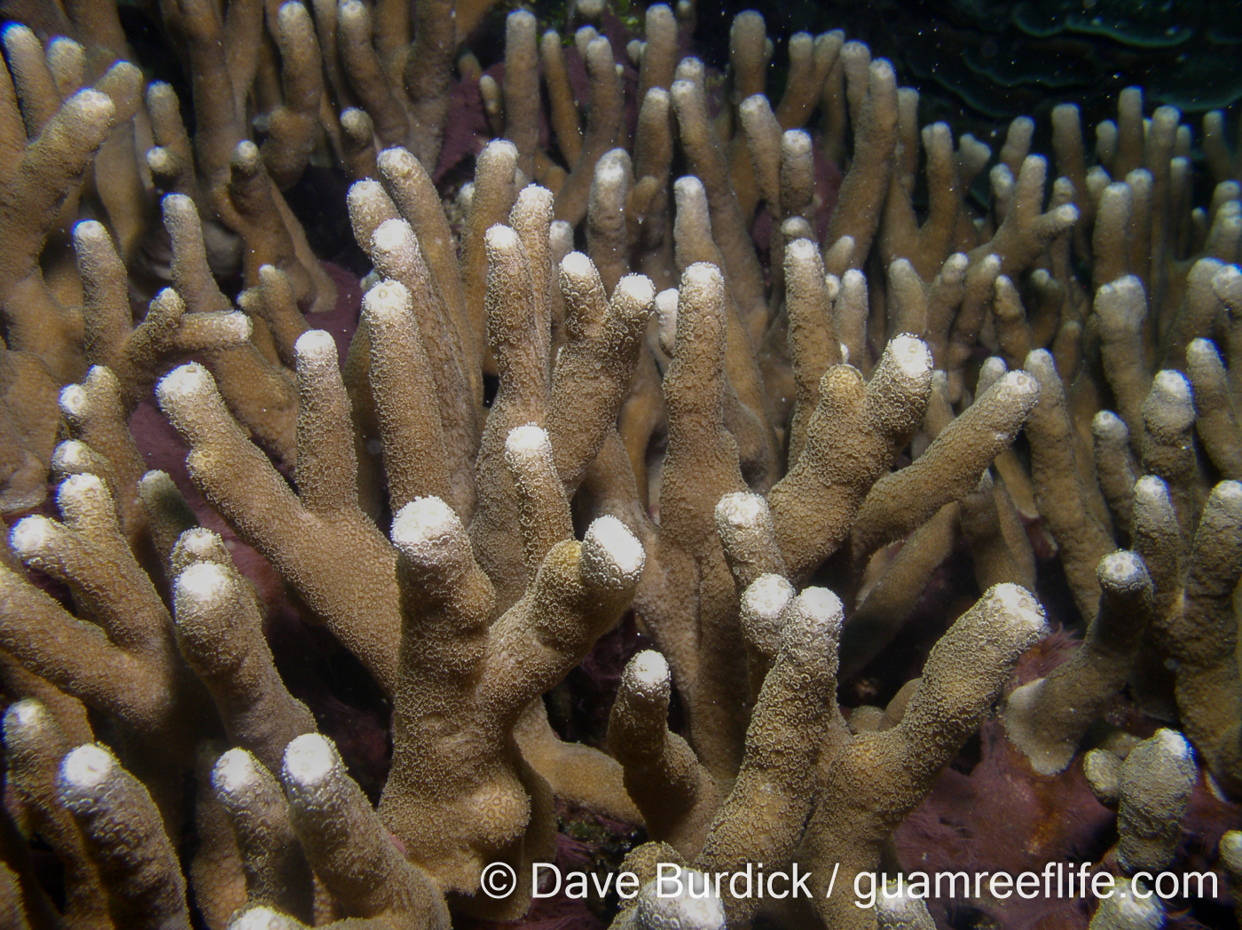 Porites cylindrica