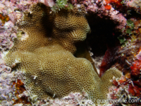 Porites densa