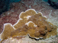 Porites horizontalata