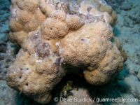 Porites horizontalata