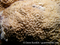 Porites horizontalata