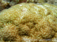 Porites lichen sensu Randall