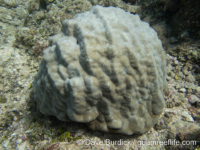 Porites lobata