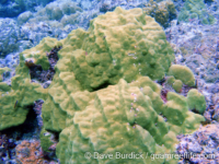 Porites lutea