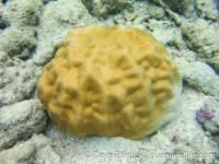 Porites lutea