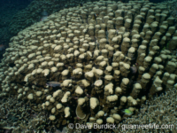 Porites monticulosa sensu Randall