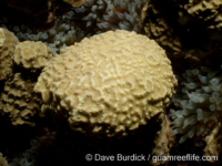 Porites monticulosa sensu Randall