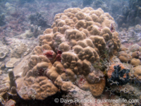 Porites murrayensis