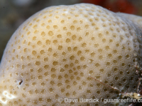 Porites murrayensis