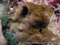 Porites cf. okinawensis