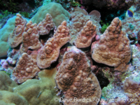 Porites sp. C (P. heronensis?)