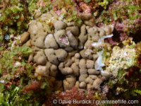 Porites sp. -encrusting A