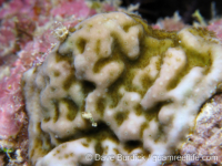 Porites sp. -encrusting B