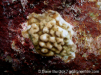 Porites sp. -encrusting B