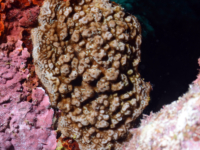 Porites vaughani