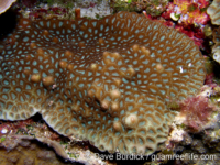 Coelastrea aspera? (Palau)