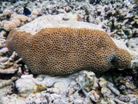 Coelastrea aspera (Raja Ampat)