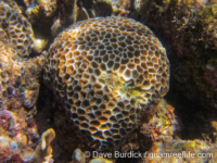 Coelastrea aspera (Raja Ampat)