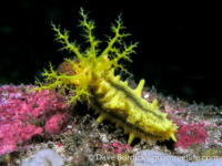 Colochirus robustus (Anilao)