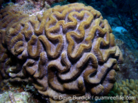 Colpophyllia natans (Bonaire)