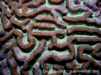 Colpophyllia natans (Bonaire)