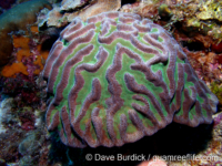 Colpophyllia natans (Bonaire)