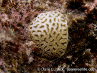 Dichocoenia stokesii (Bonaire)