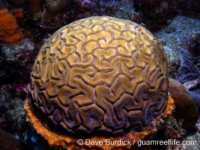 Diploria labyrinthiformis (Bonaire)