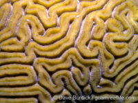 Diploria labyrinthiformis (Bonaire)