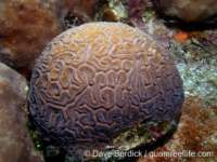 Diploria labyrinthiformis (Bonaire)