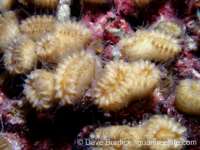 Eusmilia fastigiata (Bonaire)