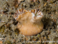 Heteropsammia cochlea (Lembeh)