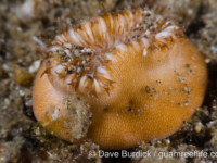 Heteropsammia cochlea (Lembeh)