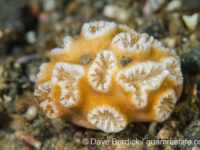 Heteropsammia cochlea (Lembeh)